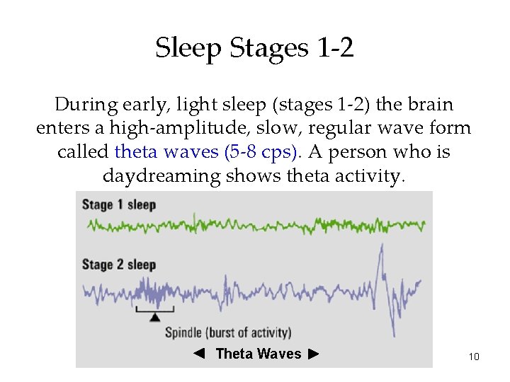 Sleep Stages 1 -2 During early, light sleep (stages 1 -2) the brain enters Sleep Stages 1 -2 During early, light sleep (stages 1 -2) the brain enters