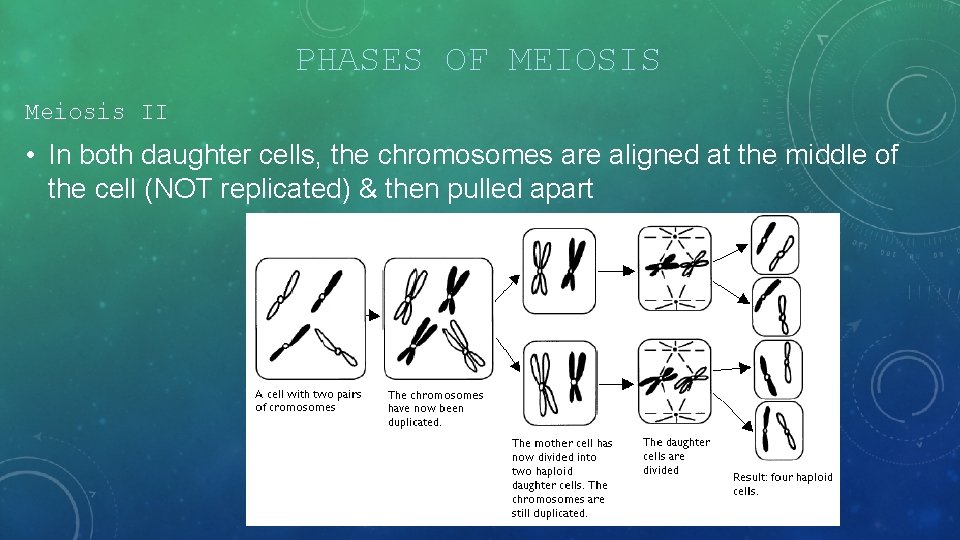 PHASES OF MEIOSIS Meiosis II • In both daughter cells, the chromosomes are aligned