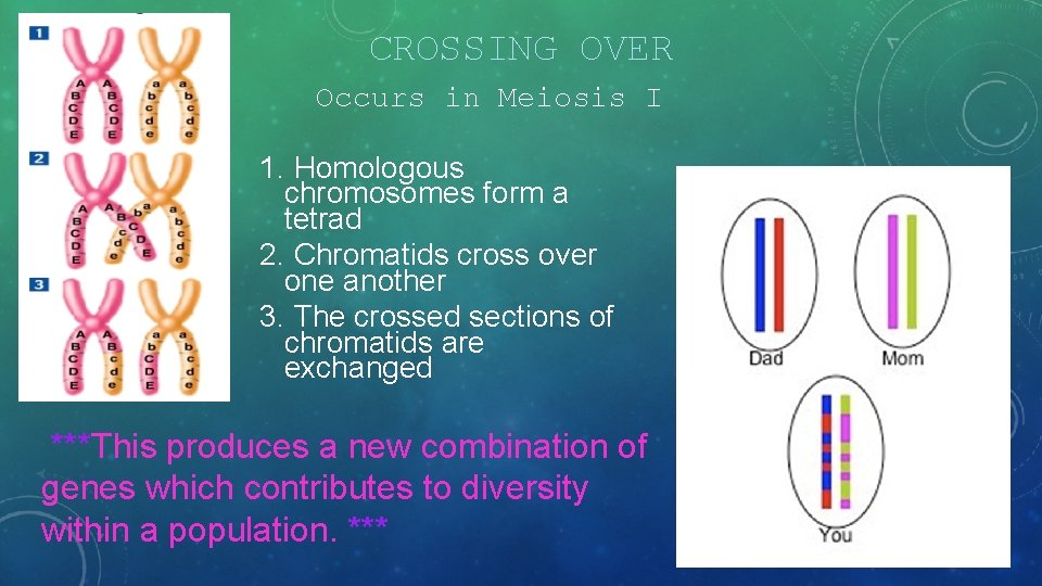 CROSSING OVER Occurs in Meiosis I 1. Homologous chromosomes form a tetrad 2. Chromatids