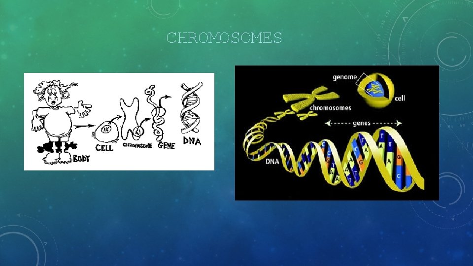 CHROMOSOMES 