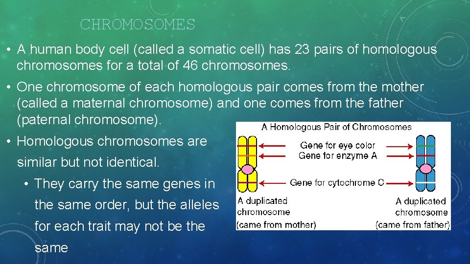 CHROMOSOMES • A human body cell (called a somatic cell) has 23 pairs of