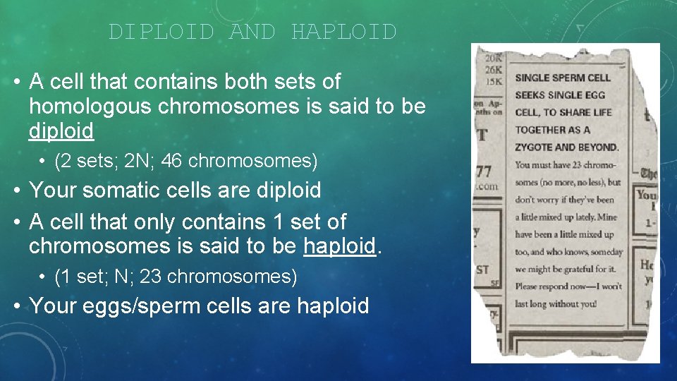 DIPLOID AND HAPLOID • A cell that contains both sets of homologous chromosomes is