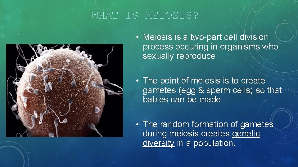 WHAT IS MEIOSIS? • Meiosis is a two-part cell division process occuring in organisms