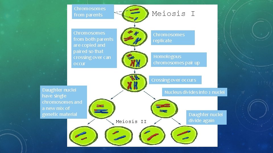 Chromosomes from parents Meiosis I Chromosomes from both parents are copied and paired so