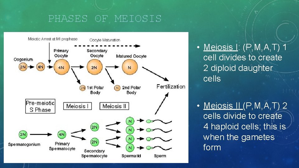 PHASES OF MEIOSIS • Meiosis I: (P, M, A, T) 1 cell divides to
