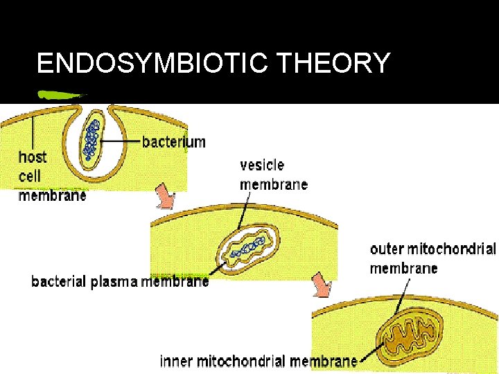 ENDOSYMBIOTIC THEORY 