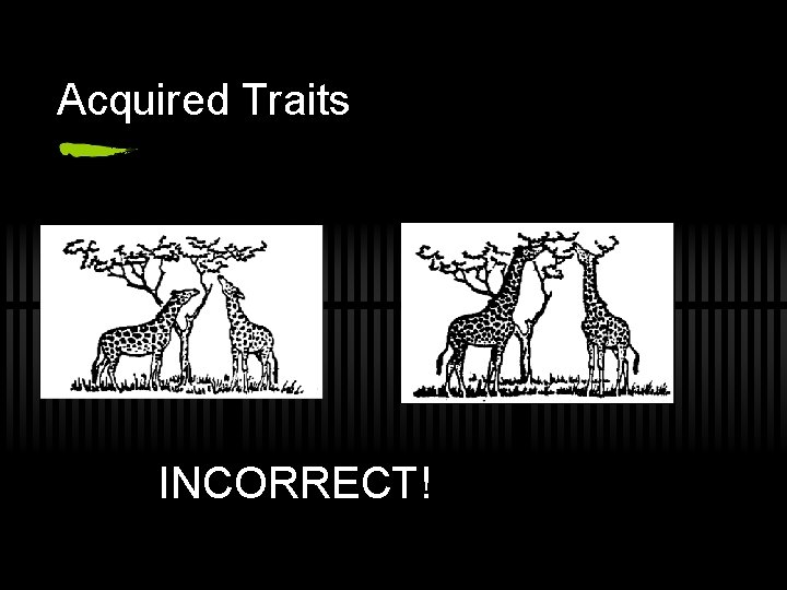 Acquired Traits INCORRECT! 