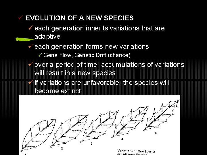 ü EVOLUTION OF A NEW SPECIES ü each generation inherits variations that are adaptive