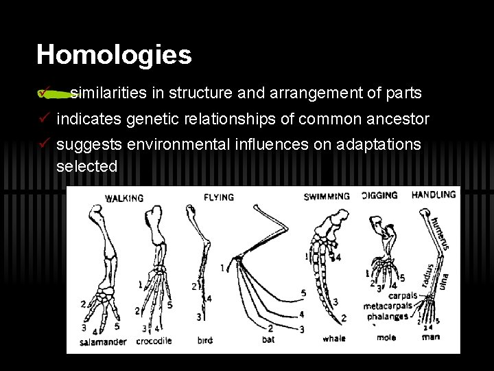 Homologies ü similarities in structure and arrangement of parts ü indicates genetic relationships of