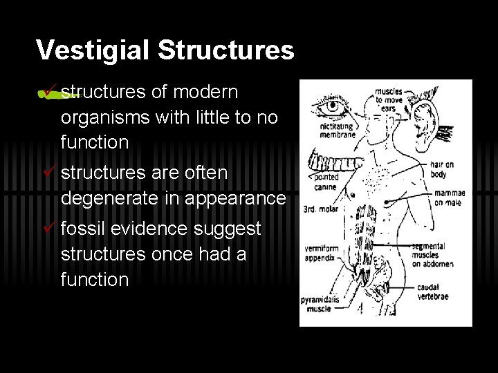 Vestigial Structures ü structures of modern organisms with little to no function ü structures