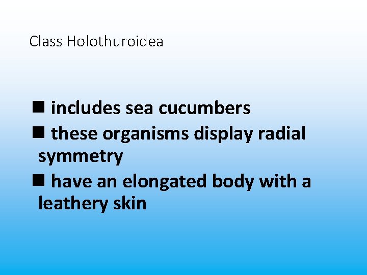 Class Holothuroidea n includes sea cucumbers n these organisms display radial symmetry n have