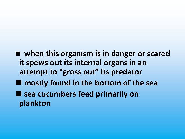 when this organism is in danger or scared it spews out its internal organs
