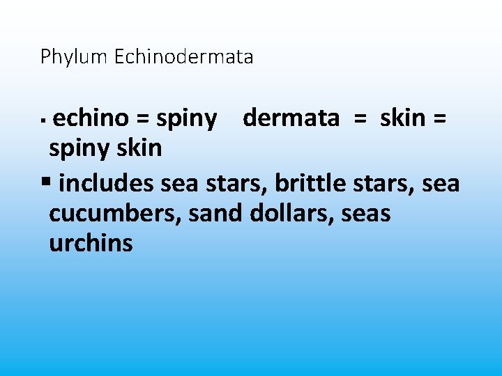 Phylum Echinodermata echino = spiny dermata = skin = spiny skin § includes sea