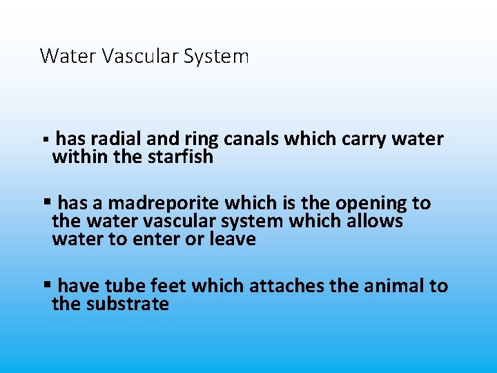 Water Vascular System § has radial and ring canals which carry water within the