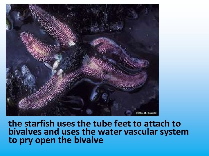 the starfish uses the tube feet to attach to bivalves and uses the water