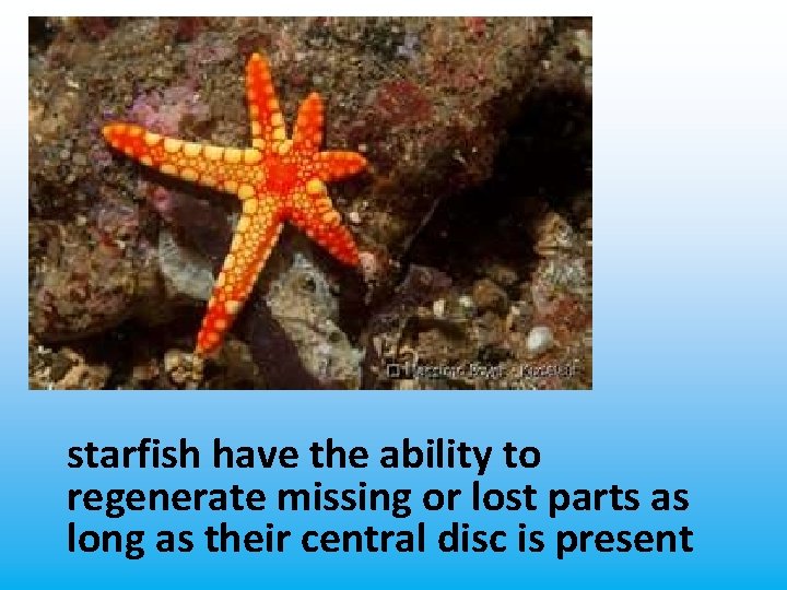 starfish have the ability to regenerate missing or lost parts as long as their