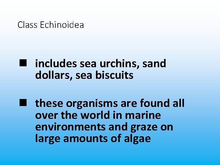 Class Echinoidea n includes sea urchins, sand dollars, sea biscuits n these organisms are