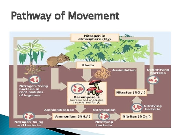 Pathway of Movement 
