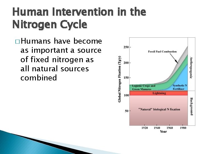Human Intervention in the Nitrogen Cycle � Humans have become as important a source