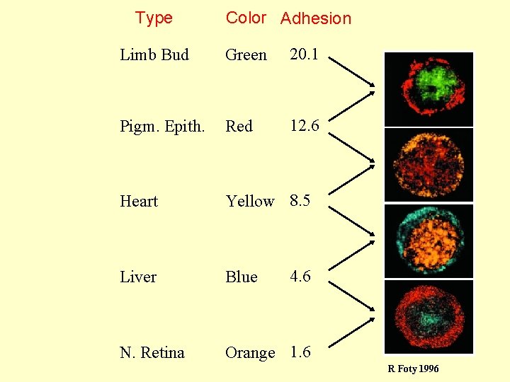 Type Color Adhesion Limb Bud Green 20. 1 Pigm. Epith. Red 12. 6 Heart