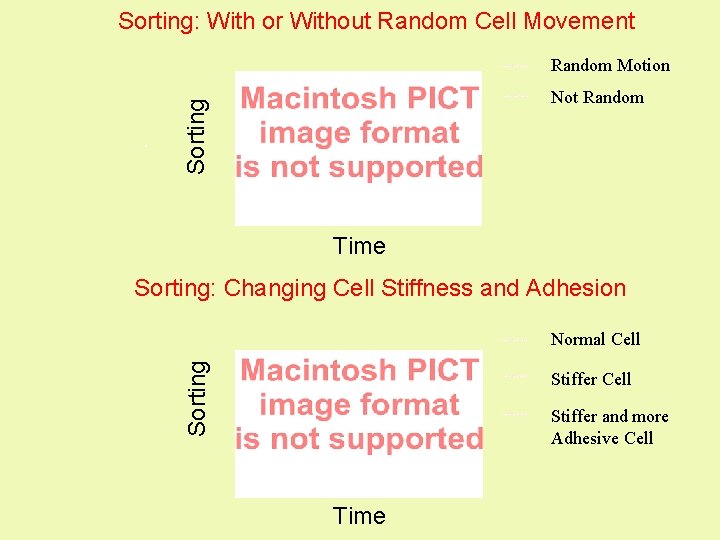 Sorting: With or Without Random Cell Movement Random Motion Sorting Not Random Time Sorting: