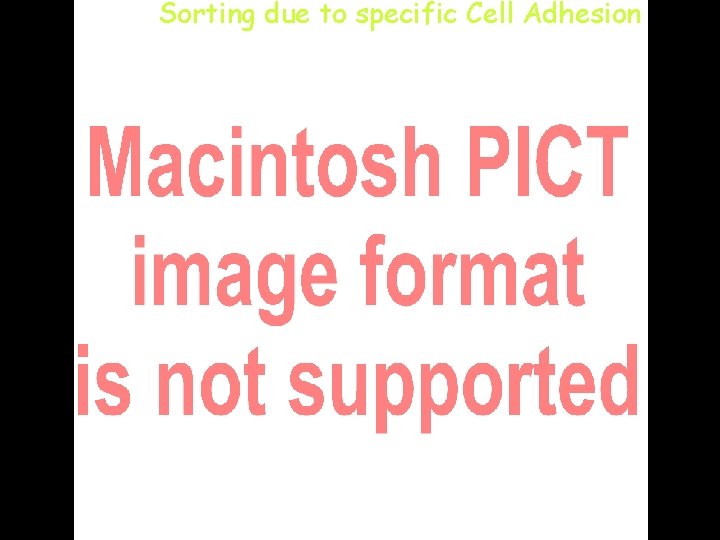 Sorting due to specific Cell Adhesion 