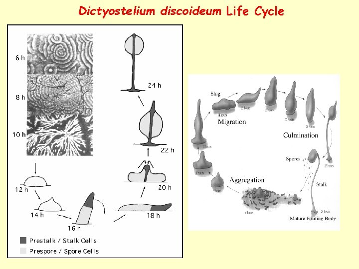 Dictyostelium discoideum Life Cycle 