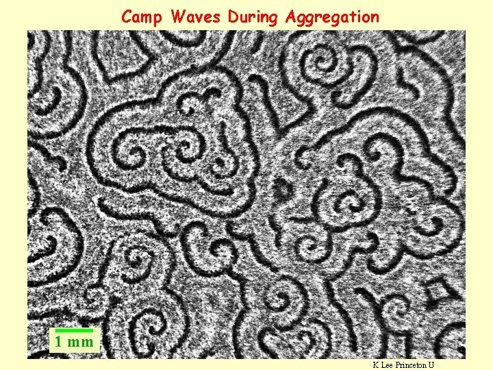 Camp Waves During Aggregation 1 mm K Lee Princeton U 