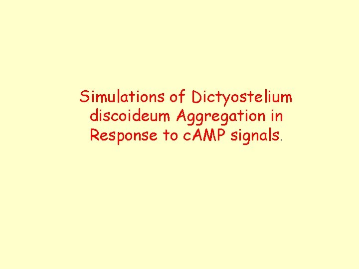 Simulations of Dictyostelium discoideum Aggregation in Response to c. AMP signals. 