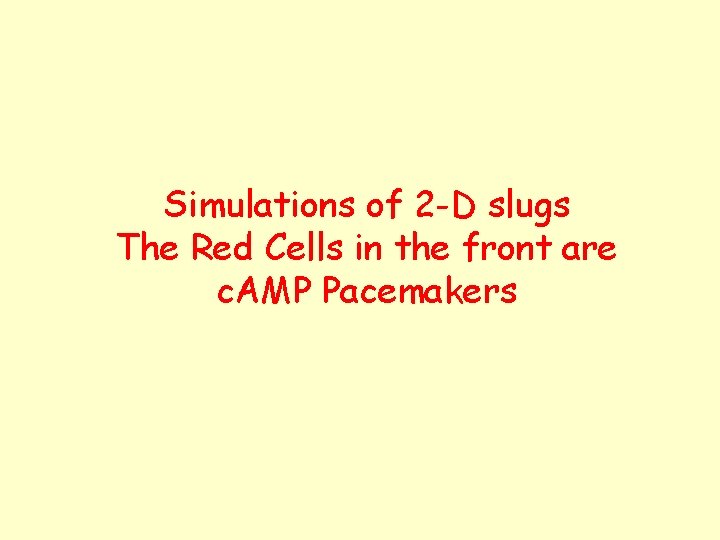 Simulations of 2 -D slugs The Red Cells in the front are c. AMP
