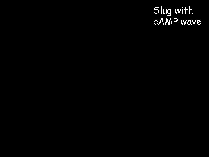 Slug with c. AMP wave 