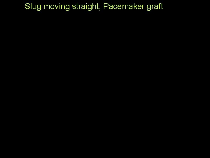 Slug moving straight, Pacemaker graft 