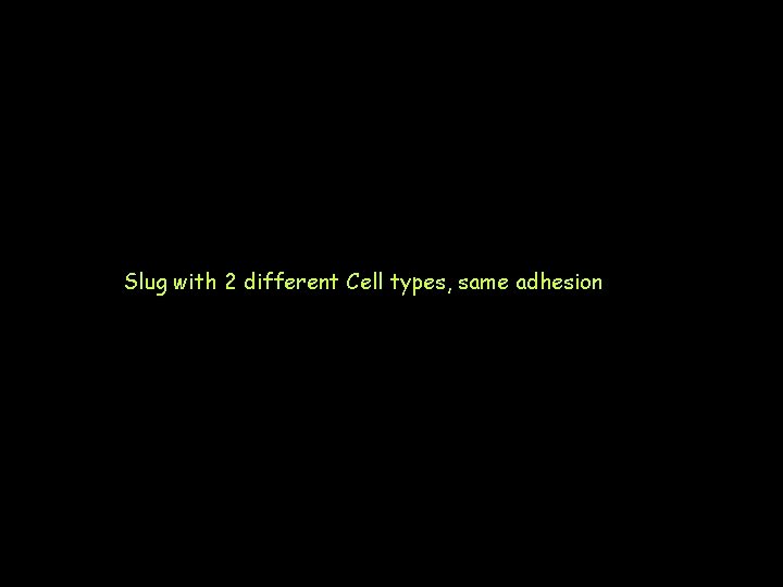 Slug with 2 different Cell types, same adhesion 