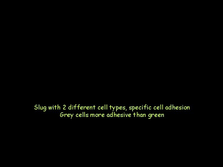 Slug with 2 different cell types, specific cell adhesion Grey cells more adhesive than