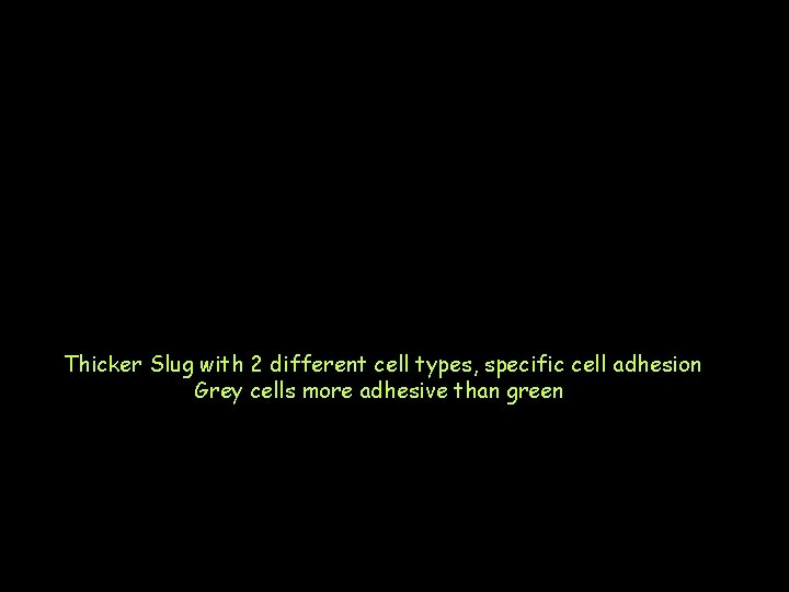 Thicker Slug with 2 different cell types, specific cell adhesion Grey cells more adhesive