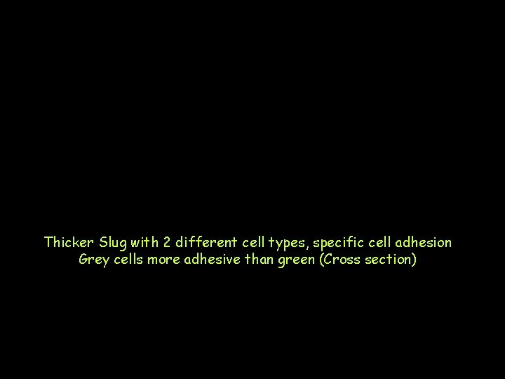 Thicker Slug with 2 different cell types, specific cell adhesion Grey cells more adhesive