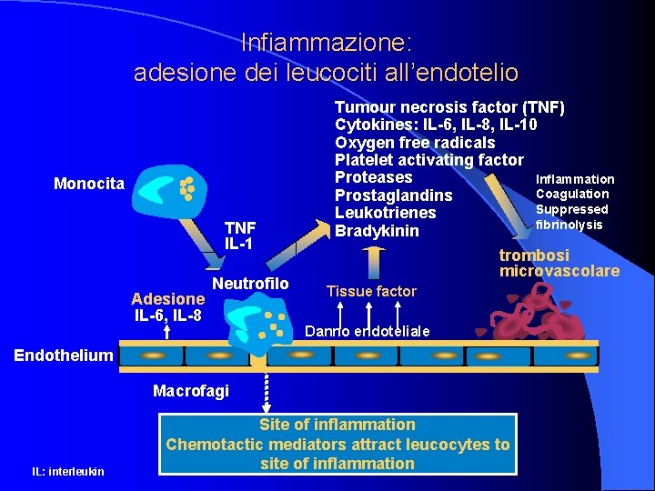 Infiammazione: adesione dei leucociti all’endotelio Monocita TNF IL-1 Adesione IL-6, IL-8 Neutrofilo Tumour necrosis