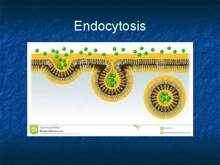 Endocytosis 