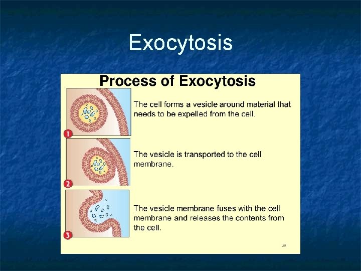 Exocytosis 