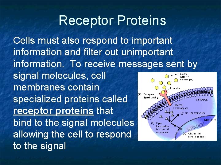Receptor Proteins Cells must also respond to important information and filter out unimportant information.