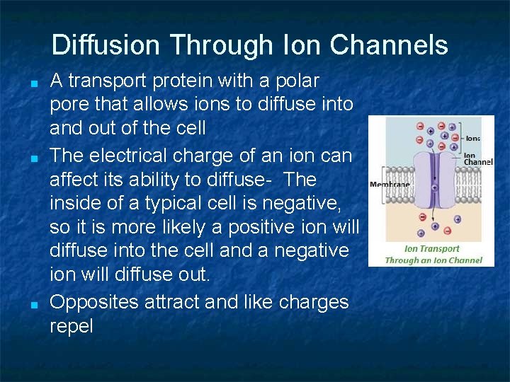 Diffusion Through Ion Channels ■ ■ ■ A transport protein with a polar pore