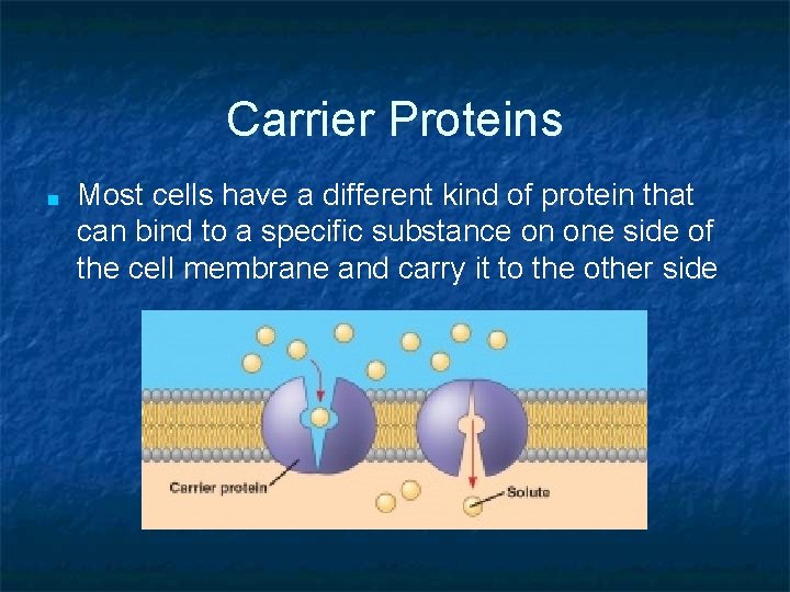 Carrier Proteins ■ Most cells have a different kind of protein that can bind