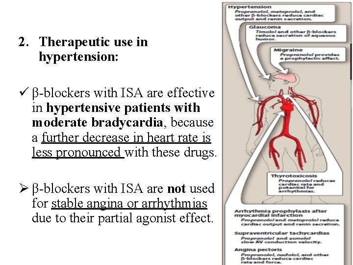 2. Therapeutic use in hypertension: ü β-blockers with ISA are effective in hypertensive patients