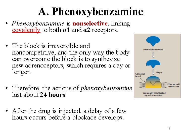 A. Phenoxybenzamine • Phenoxybenzamine is nonselective, linking covalently to both α 1 and α