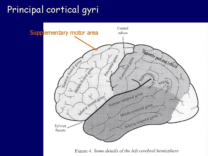 Principal cortical gyri Supplementary motor area Sup erio r pa riet al l obu Principal cortical gyri Supplementary motor area Sup erio r pa riet al l obu