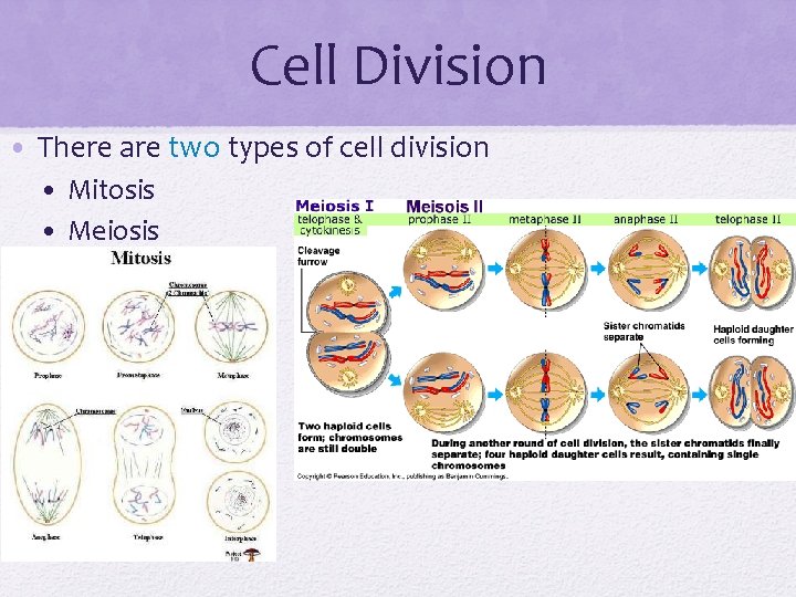 Cell Division • There are two types of cell division • Mitosis • Meiosis