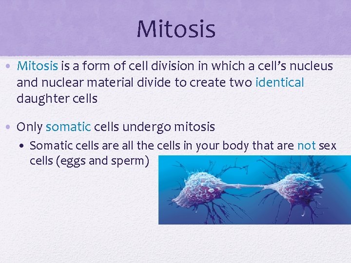 Mitosis • Mitosis is a form of cell division in which a cell’s nucleus
