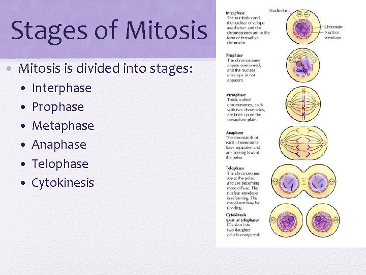 Stages of Mitosis • Mitosis is divided into stages: • • • Interphase Prophase