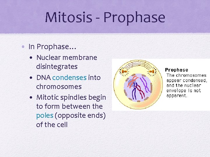 Mitosis - Prophase • In Prophase… • Nuclear membrane disintegrates • DNA condenses into
