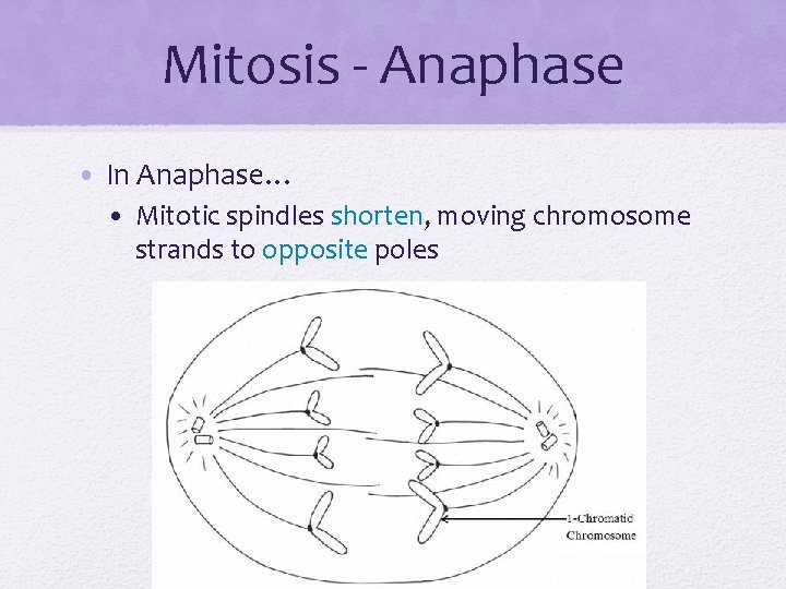 Mitosis - Anaphase • In Anaphase… • Mitotic spindles shorten, moving chromosome strands to